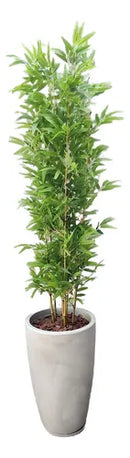 Planta Artificial Realista Bambu Mossô - Ninho Móveis