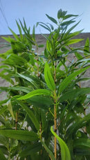 Planta Artificial Realista Bambu Mossô - Ninho Móveis