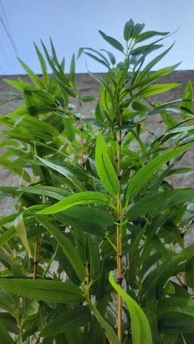 Planta Artificial Realista Bambu Mossô - Ninho Móveis