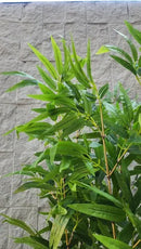 Planta Artificial Realista Bambu Mossô - Ninho Móveis