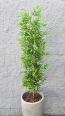 Planta Artificial Realista Bambu Mossô - Ninho Móveis