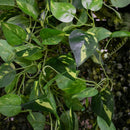 2 Pendentes De Jiboia Artificial - Ninho Móveis